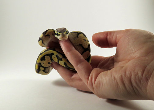 A baby yellow and black coloured Royal / Ball Python  being held in a hand against white background
