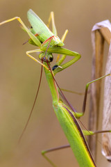 Mantis