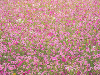 cosmos flower field on mountain