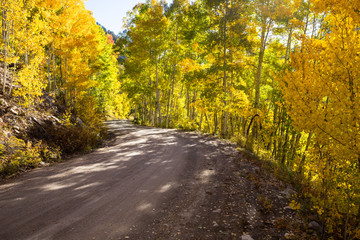 Dirt road through trees with fall colors
