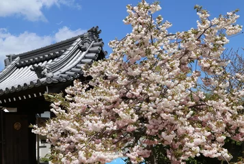 Photo sur Plexiglas Fleur de cerisier 満開の八重桜