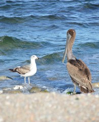 The pelican and the seagull