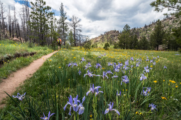 Greyrock Meadows Trail, Poudre Canyon, Colorado
