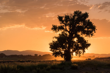 Fototapeta na wymiar Tree Silhouette Against a Golden Sunset