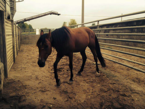 Il cavallo