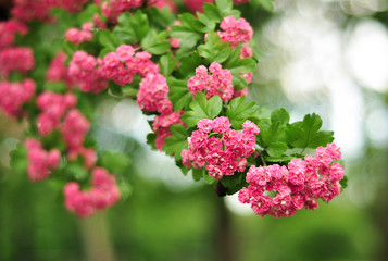 Pink Hawthorn flowers. Blooming haw branches. Spring macro photo