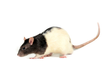 Mouse side view on white background