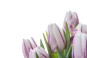 first spring flowers tulips, button white-purple