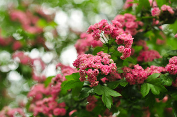 Obraz premium Pink Hawthorn flowers. Blooming haw branches. Spring macro photo