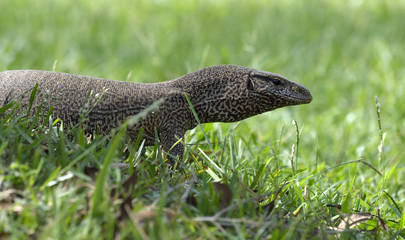 Monitor Lizard in Yala National Park