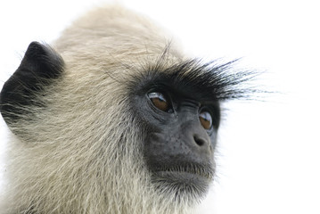 Head langur. Langur closely at something that looks.