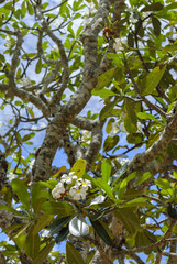 Beautiful white-yellow plumeria (frangipani) flower with leaves at tree branch
