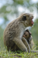 Toque macaque - a female with a cub.