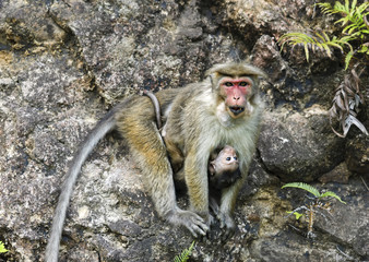 Toque macaque - a female with a cub.