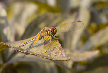 Dragonfly sitting on a leaf