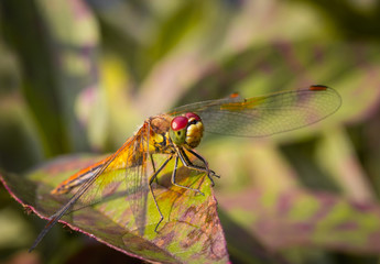 Dragonfly sitting on a leaf