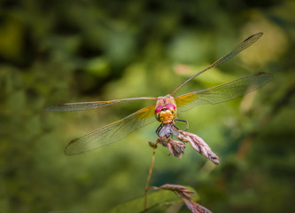 Dragonfly sitting on a twig