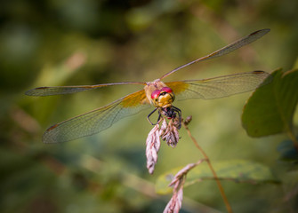 Dragonfly sitting on a twig