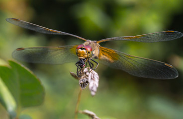 Dragonfly sitting on a twig