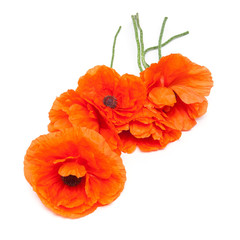 Flowers poppies isolated on a white background. Flat lay, top view