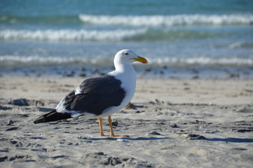 Fototapeta premium The seagull on the beach