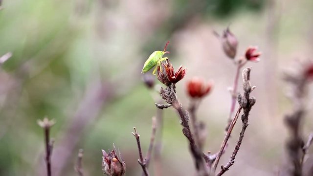 Green stink bug (Chinavia hilaris) on a dry Crispus Rockrose in nature