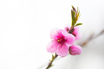 Fototapeta na wymiar Beautiful blooming spring peach branch