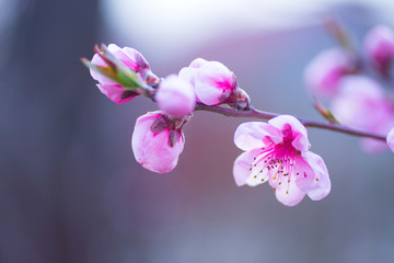 Naklejka na ściany i meble Beautiful blooming spring peach branch