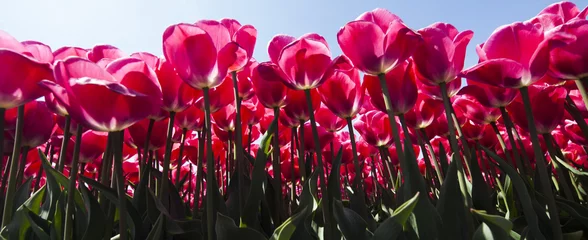 Foto auf Acrylglas Tulpe Fresh spring tulips with sky