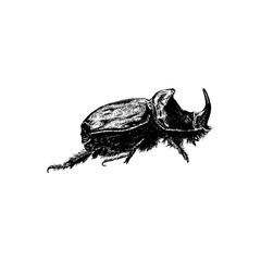 Black Beetle