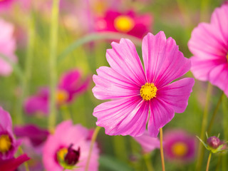 Obraz premium cosmos flower field on mountain