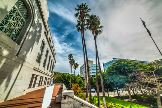 Palms in downtown Los Angeles