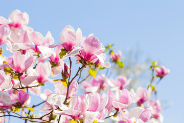 Beautiful blooming spring pink magnolia brunches