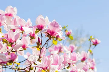 Photo sur Plexiglas Magnolia Beautiful blooming spring pink magnolia brunches