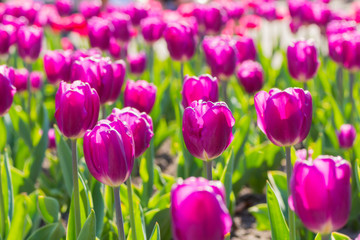 Flower bed with blooming tulips in botanical garden