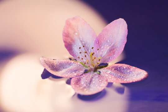 Fototapeta Close-up tender pink flower floating on water with drops on petals