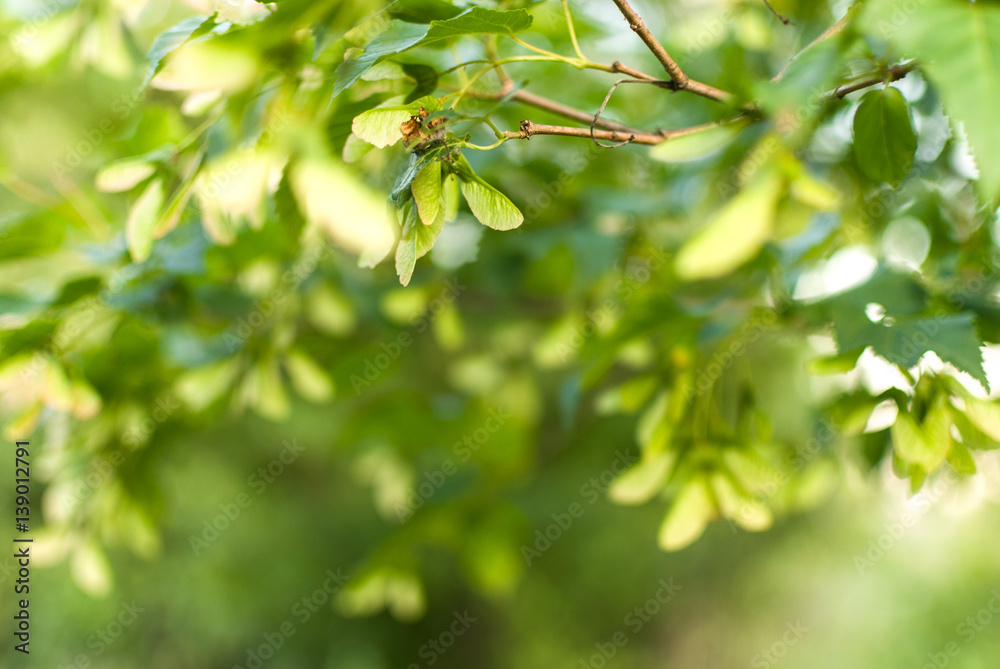 Wall mural green maple tree foliage leaves under overcast day. selective focus macro shot with shallow dof