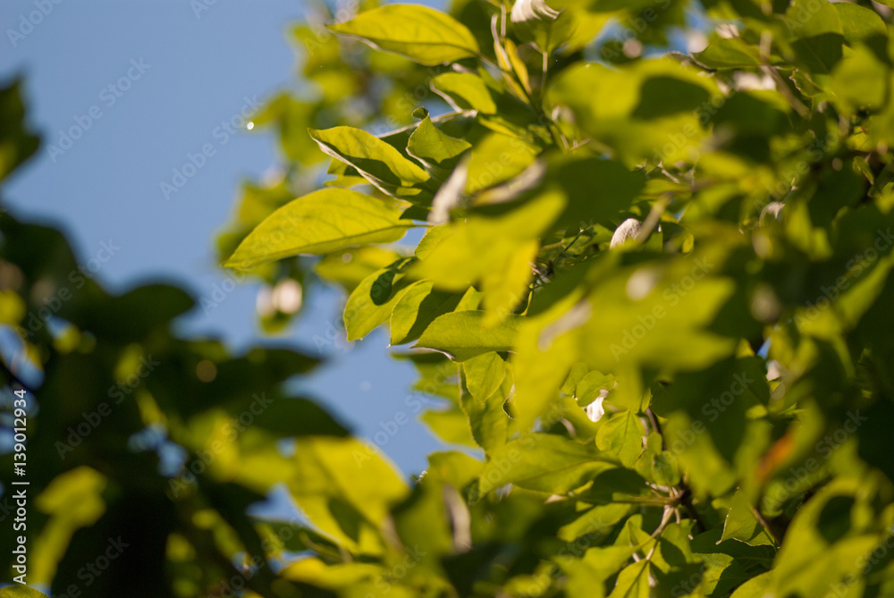 Canvas Prints green foliage leaves on the blue sky. selective focus macro shot with shallow dof spring background