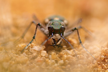 macro portrait of a tiger beetle