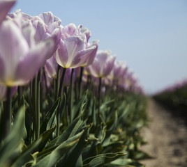 Spring tulips in the garden, spring blossom