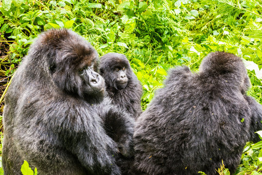 Group of gorillas in the bush