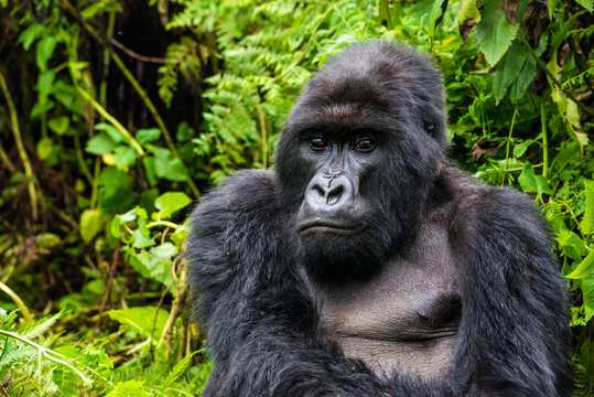 Portrait of sitting gorilla