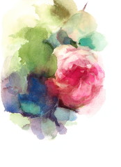 Watercolor Garden Rose Flower Floral Background Texture Hand Painted Illustration