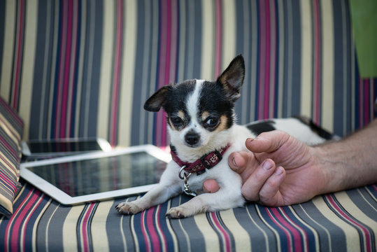 tablet and the mobile phone on the striped sofa and dog rest near like ipades. Man's hand holding his arm