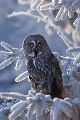 great grey owl, great gray owl, strix nebulosa, Czech republic