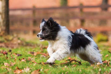 Elo puppy runs on the meadow