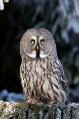 great grey owl, great gray owl, strix nebulosa, Czech republic