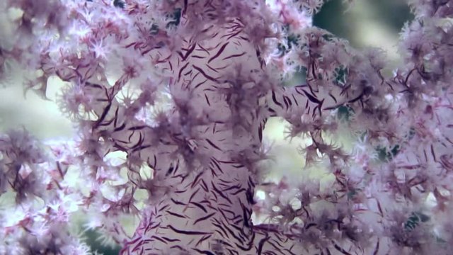 Soft coral underwater on background marine landscape in Red sea. Swimming in world of colorful beautiful wildlife of reefs and algae. Inhabitants in search of food. Abyssal diving.