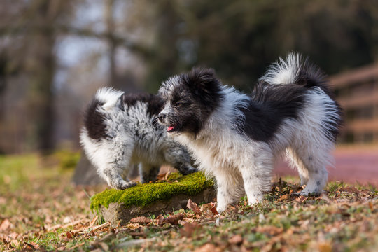 picture of two Elo puppies outdoors
