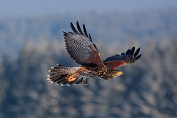 Harris's hawk, parabuteo unicinctus, Czech republic